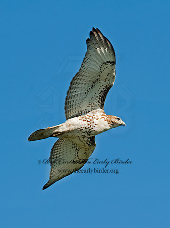 Buteo jamaicensis  RED-TAILED HAWK 8023990z