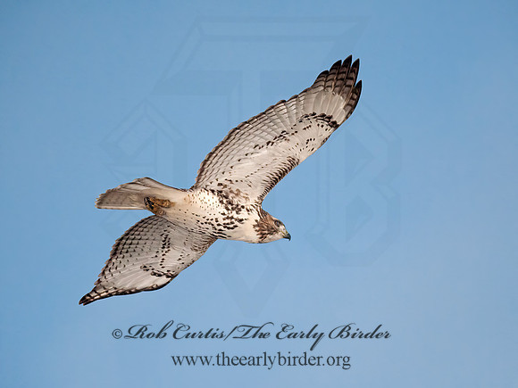 Buteo jamaicensis  RED-TAILED HAWK 8029501z