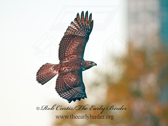 Buteo jamaicensis  RED-TAILED HAWK 8029504z