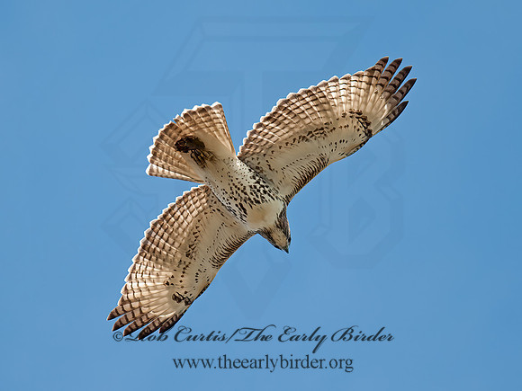 Buteo jamaicensis  RED-TAILED HAWK 8029395z