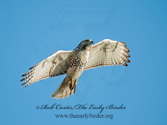 Buteo jamaicensis  RED-TAILED HAWK 8029680z