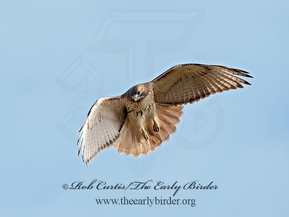 Buteo jamaicensis  RED-TAILED HAWK  9062705z