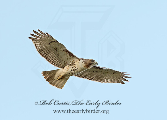 Buteo jamaicensis  RED-TAILED HAWK 9025284z
