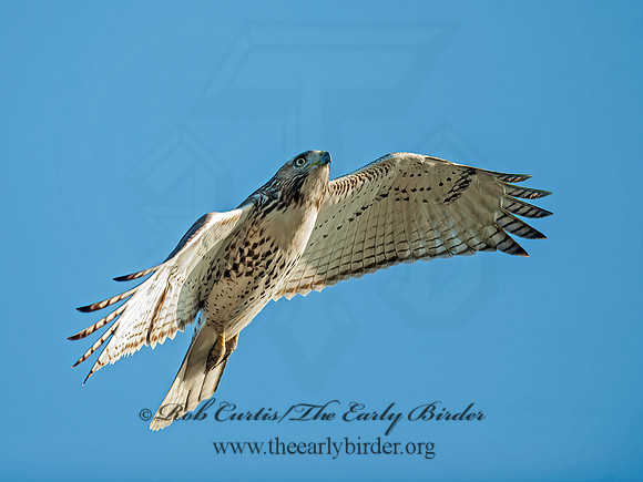 Buteo jamaicensis  RED-TAILED HAWK 8029682z