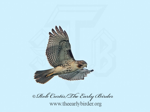 Buteo jamaicensis  RED-TAILED HAWK 9025285z