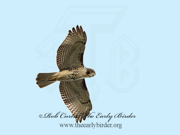Buteo jamaicensis  RED-TAILED HAWK 9025292z