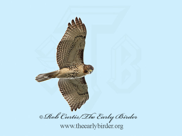 Buteo jamaicensis  RED-TAILED HAWK 9025293z