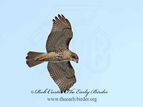 Buteo jamaicensis  RED-TAILED HAWK 9025294z