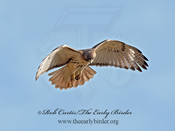 Buteo jamaicensis  RED-TAILED HAWK  9062703z