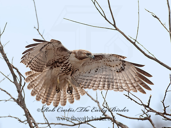 Buteo jamaicensis  RED-TAILED HAWK 8032675z