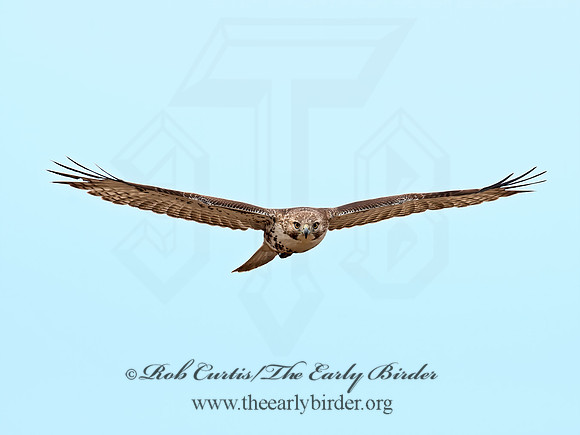 Buteo jamaicensis  RED-TAILED HAWK 9020714z