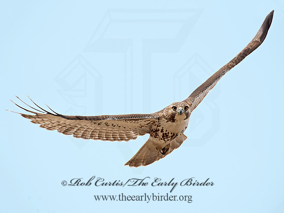 Buteo jamaicensis  RED-TAILED HAWK 9020718z