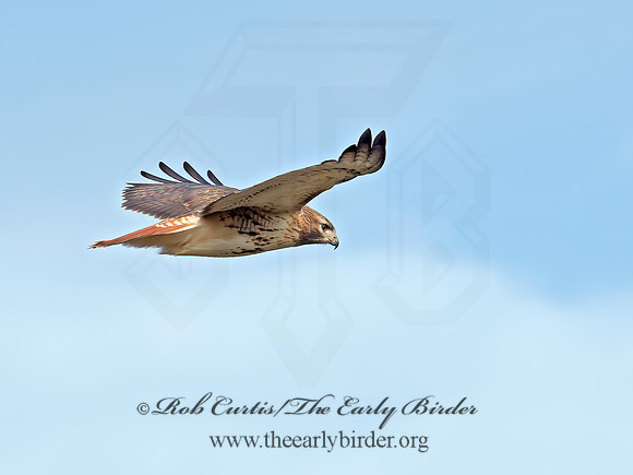 Buteo jamaicensis  RED-TAILED HAWK  9062699z
