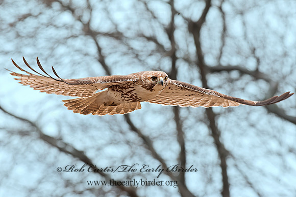 Buteo jamaicensis  RED-TAILED HAWK 8032662z