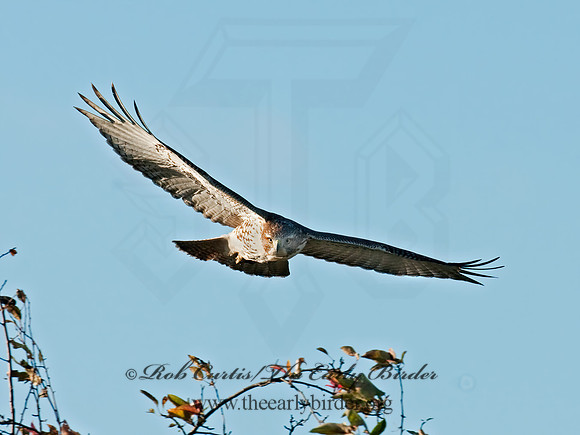Buteo jamaicensis  RED-TAILED HAWK 8024401z