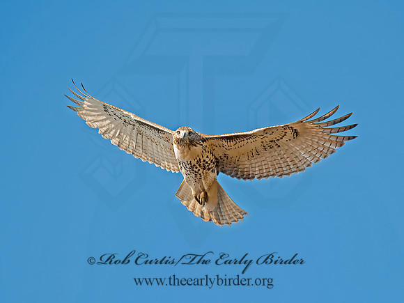 Buteo jamaicensis  RED-TAILED HAWK 8029410z