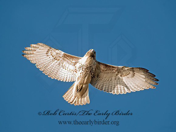 Buteo jamaicensis  RED-TAILED HAWK 8029413z