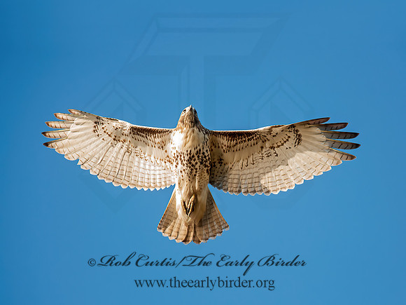Buteo jamaicensis  RED-TAILED HAWK 8029411z