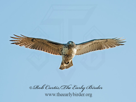 Buteo jamaicensis  RED-TAILED HAWK 8029428z