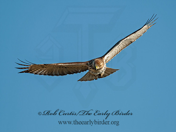 Buteo jamaicensis  RED-TAILED HAWK 8029695z