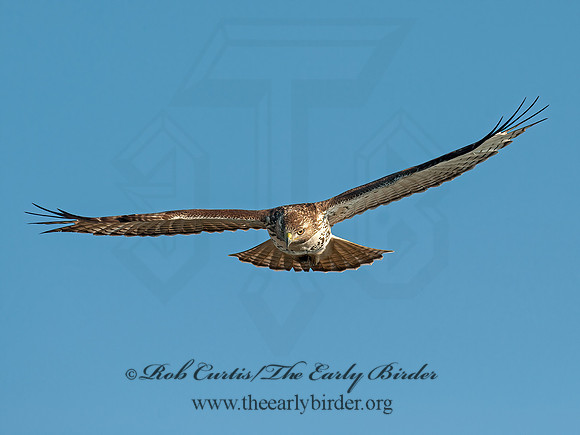 Buteo jamaicensis  RED-TAILED HAWK 8029696z