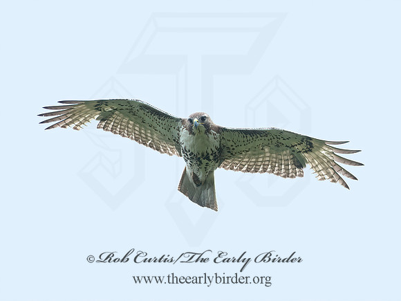 Buteo jamaicensis  RED-TAILED HAWK 8035391z
