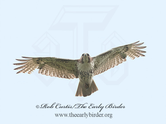 Buteo jamaicensis  RED-TAILED HAWK 8035393z