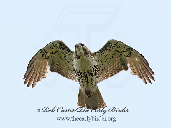 Buteo jamaicensis  RED-TAILED HAWK 8035395z