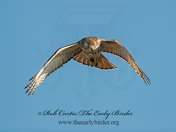 Buteo jamaicensis  RED-TAILED HAWK 8029694z
