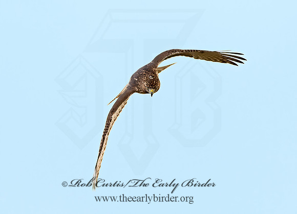 Buteo jamaicensis  RED-TAILED HAWK 9025297z