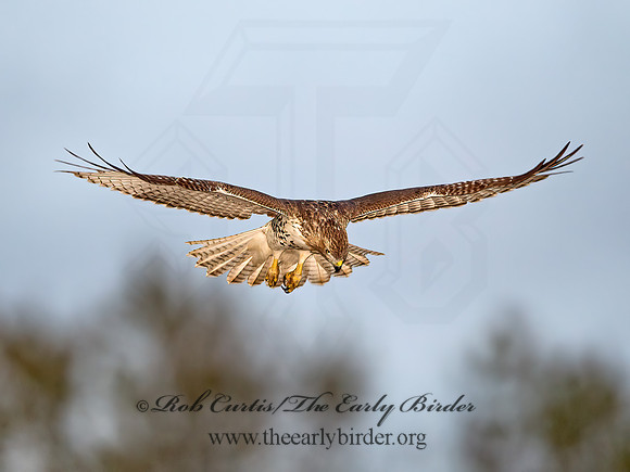 Buteo jamaicensis  RED-TAILED HAWK 9025699z