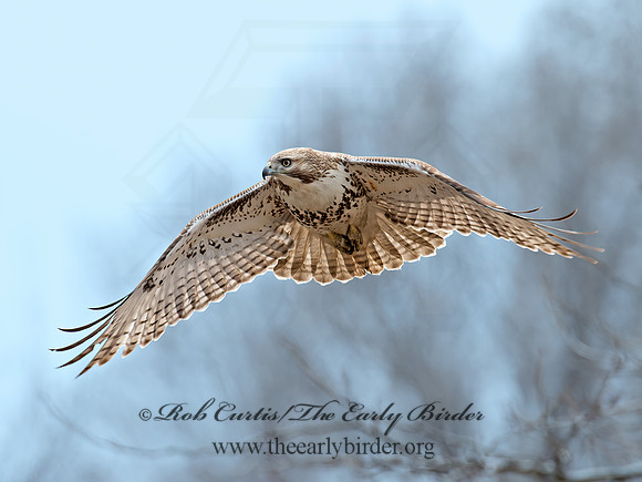 Buteo jamaicensis  RED-TAILED HAWK 9020721z