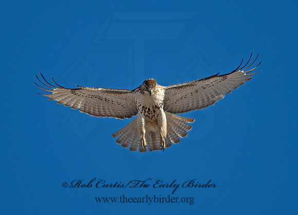 Buteo jamaicensis  RED-TAILED HAWK 9042132z