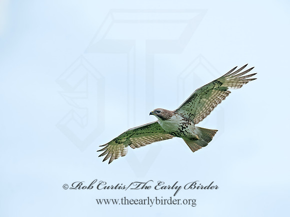 Buteo jamaicensis  RED-TAILED HAWK 8035407z