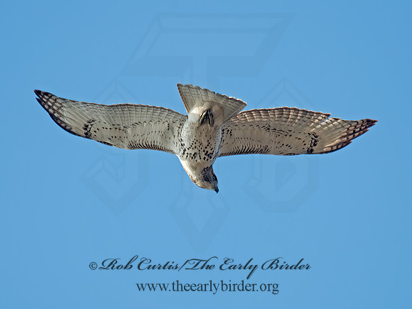 Buteo jamaicensis  RED-TAILED HAWK 6035112z
