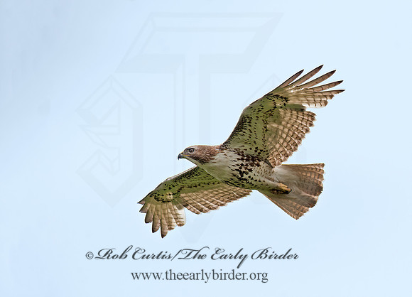 Buteo jamaicensis  RED-TAILED HAWK 8035408z