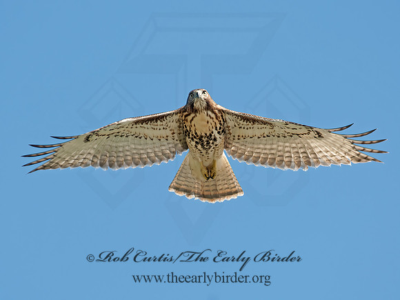 Buteo jamaicensis  RED-TAILED HAWK 8028879z