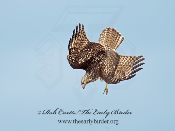 Buteo jamaicensis  RED-TAILED HAWK 9005906z