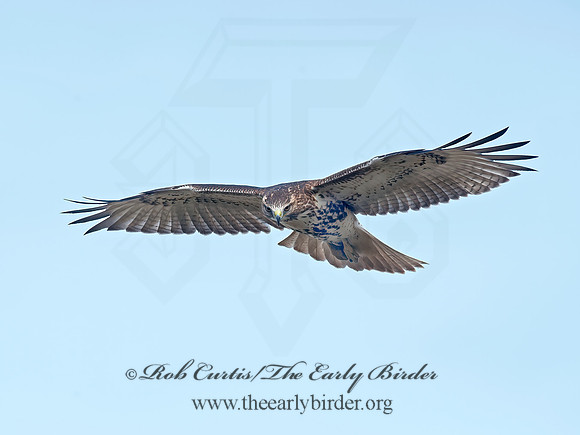 Buteo jamaicensis  RED-TAILED HAWK 8033332z