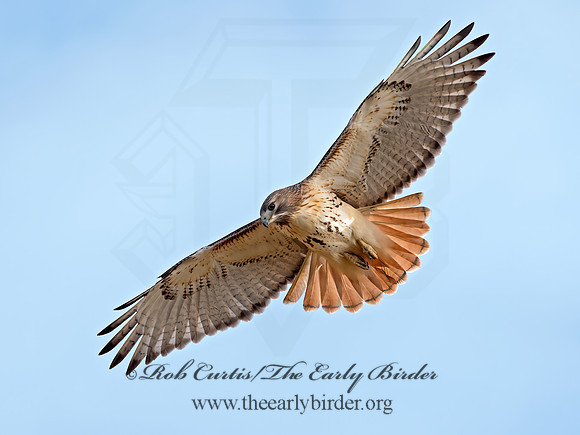 Buteo jamaicensis  RED-TAILED HAWK  9062707z