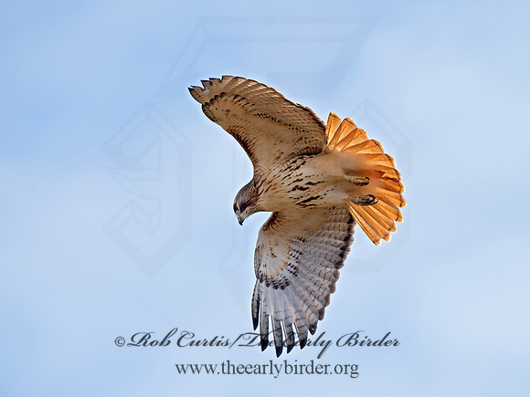 Buteo jamaicensis  RED-TAILED HAWK  9062710z