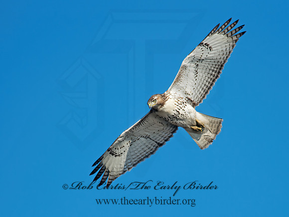 Buteo jamaicensis  RED-TAILED HAWK 6035144z