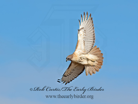 Buteo jamaicensis  RED-TAILED HAWK  9062720z