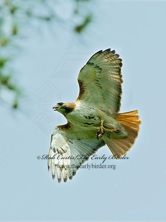 Buteo jamaicensis  RED-TAILED HAWK 4001940  z