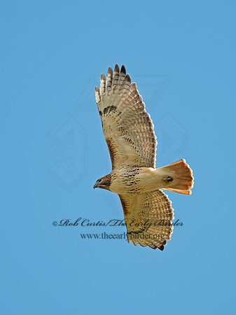 Buteo jamaicensis  RED-TAILED HAWK 6035185z