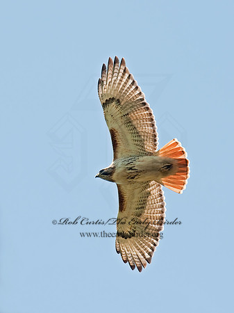 Buteo jamaicensis  RED-TAILED HAWK 8025519z