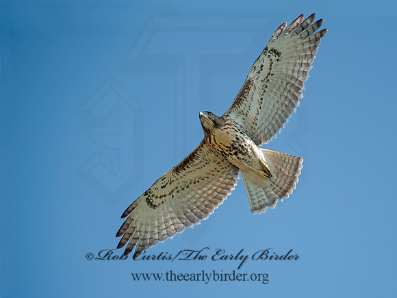 Buteo jamaicensis  RED-TAILED HAWK 8028881z