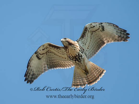 Buteo jamaicensis  RED-TAILED HAWK 8028880z