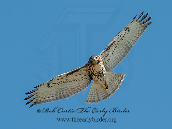 Buteo jamaicensis  RED-TAILED HAWK 8028884z