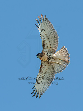 Buteo jamaicensis  RED-TAILED HAWK 8028887z
